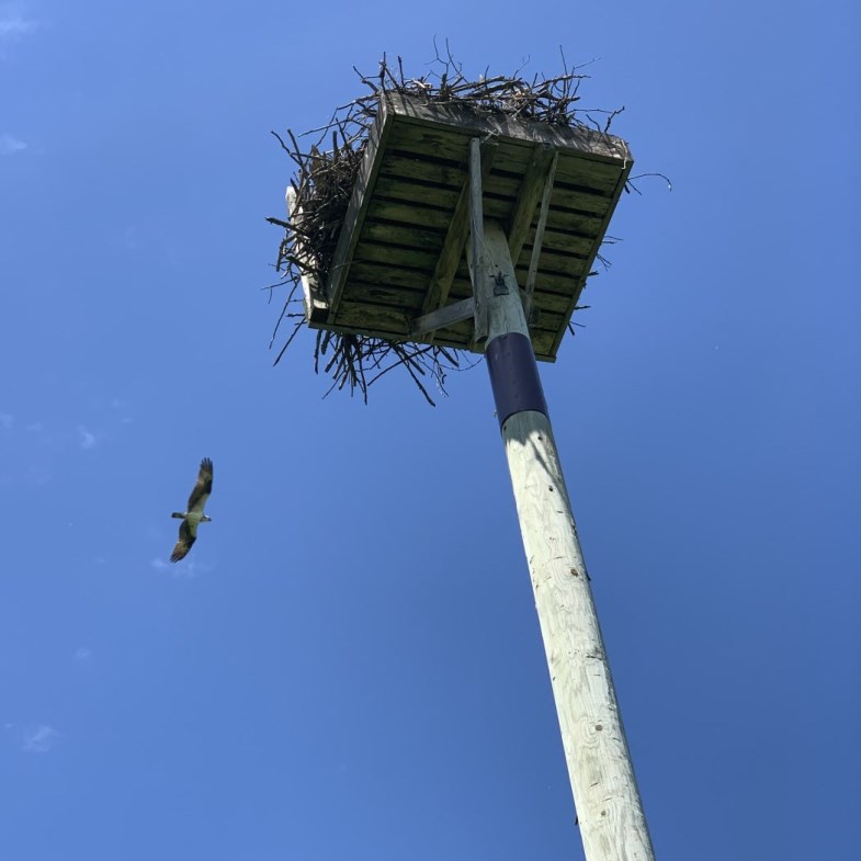 osprey flying near nest osprey flying near nest