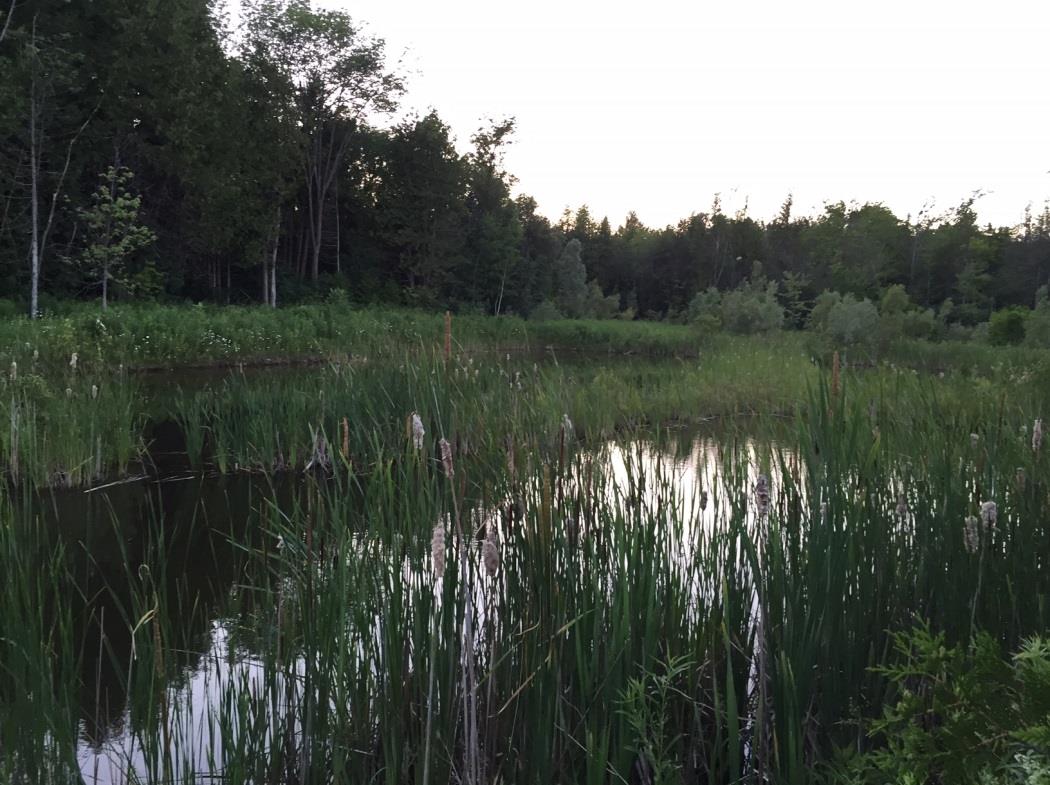 Wetland at Robert G. Lake Generating Station Swampy area with cattails